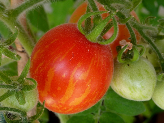 Tomatenanbau im Naturgarten