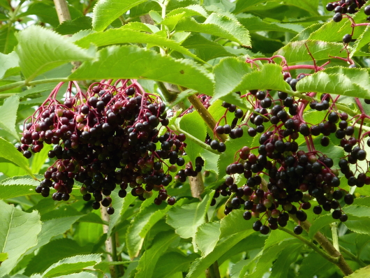 Holunderpflanze mit Fruchtbehang.
