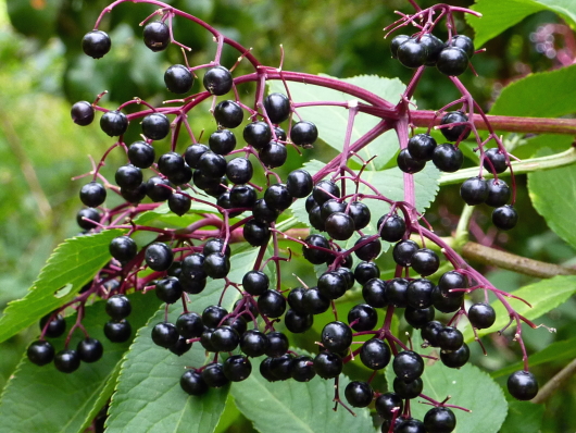 Die Frucht vom Schwarzen Holunder heißt auch Fliederbeere.