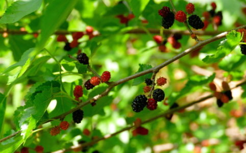 Beeren im Garten: Maulbeeren