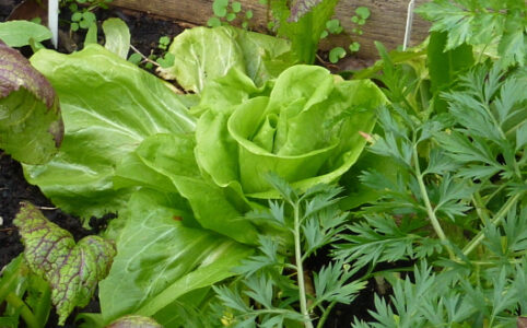 Zuckerhut Salat anbauen Anleitung
