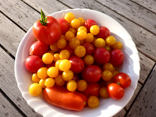 Wie lange dauert es, bis Tomaten keimen?