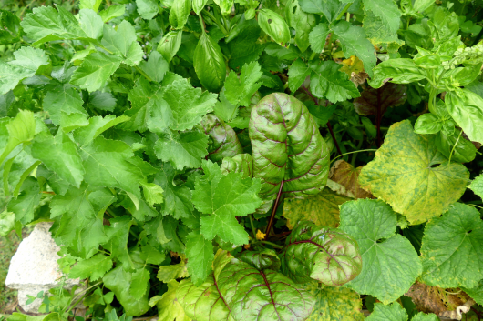 Mischkultur im Gemüsebeet mit Rote Bete, Pastinaken, Gurken und Basilikum.