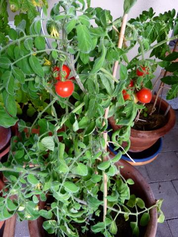 Drainage im Pflanztopf von Tomaten