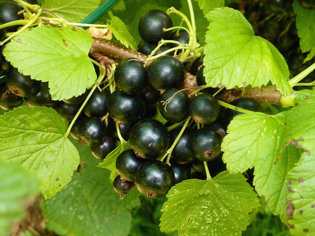 Beeren im Garten: schwarze Johannisbeeren
