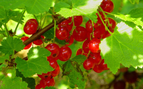 Beerensträucher kleiner Garten: rote Johannisbeeren