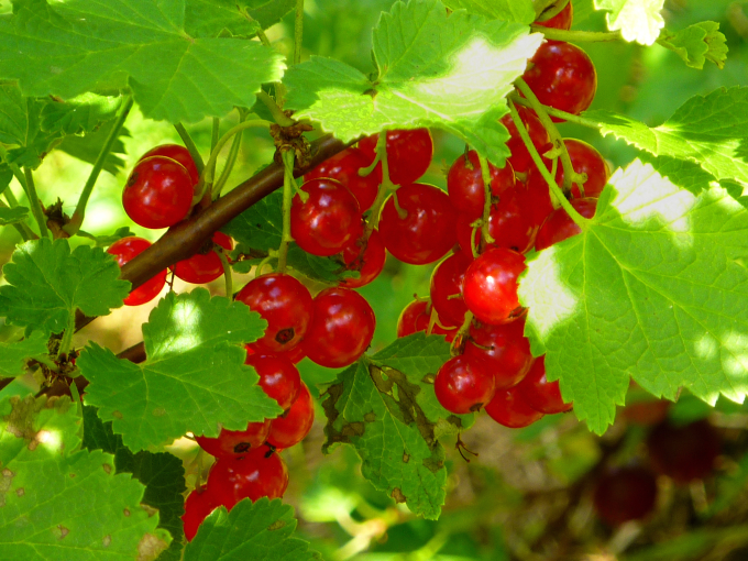 Beerensträucher kleiner Garten: rote Johannisbeeren