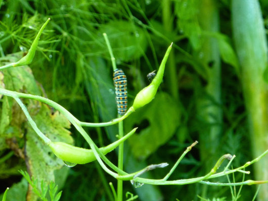Radieschen-Schoten im kleinen Gemüsegarten anbauen