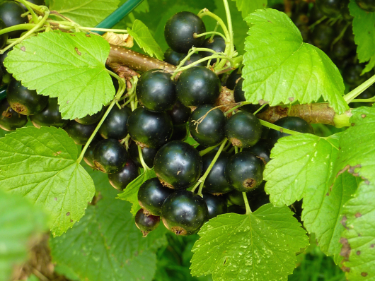 Beeren für den kleinen Garten: schwarze Johannisbeeren