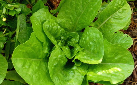 Mehr Ertrag von Salat im kleinen Gemüsegarten