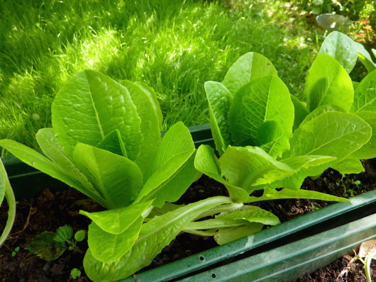 Salat vorziehen und den Ertrag steigern.