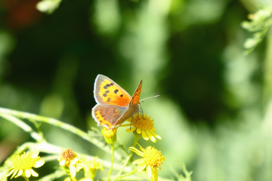 Schmetterling "Kleiner Feuerfalter" im pflegeleichten Naturgarten