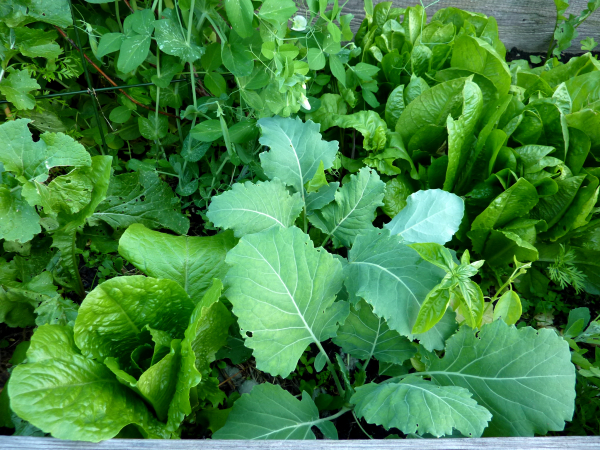 Wilder Gemüse-Garten, kein Pflanzplan, Salat, Kohlrabi, Erbsen, Basilikum