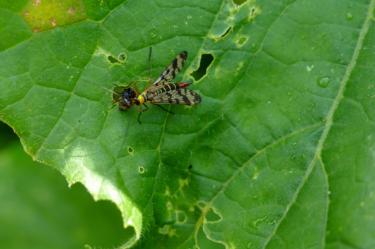 Skorpionfliege im Gartenblog