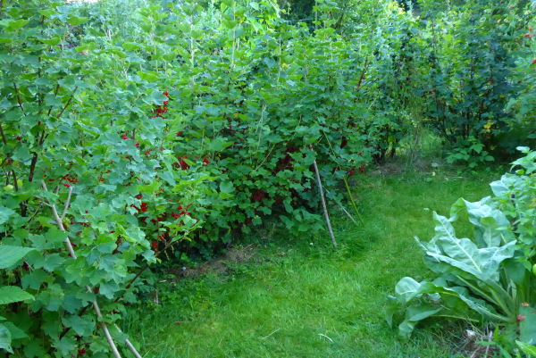 Beerensträucher mit Rasen unterpflanzen