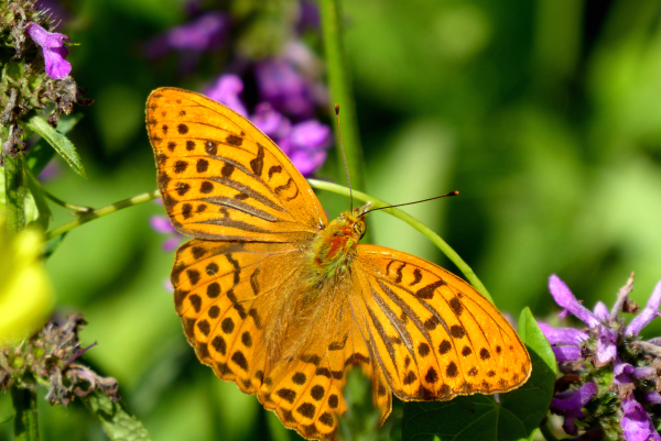 Schmetterling im Garten - Kaisermantel