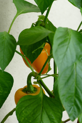Paprika-Pflanzen auf Terrasse im Topf angebaut